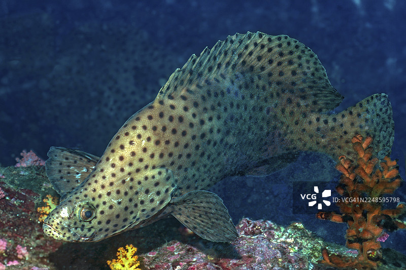 印度洋安达曼海的曲纹唇鱼（Humpback Grouper），又称高鳍白膜鱼、尖头海鲈图片素材