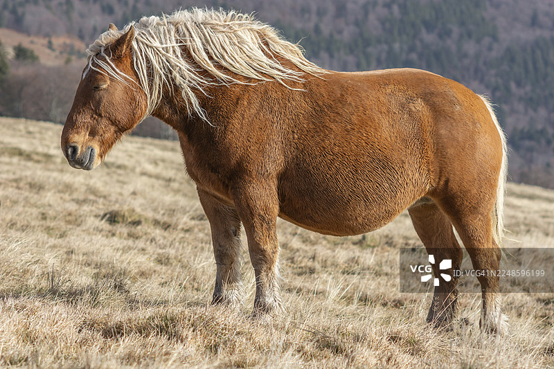 一匹长毛的棕色马站在田野里，似乎正望向左边。地点：法国阿尔萨斯省上莱茵省孚日地区。图片素材