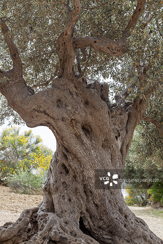 一棵令人印象深刻的古老橄榄树，树冠浓密，树皮粗糙扭曲，坐落于意大利西西里岛阿格里真托山谷宁静的风景中图片素材