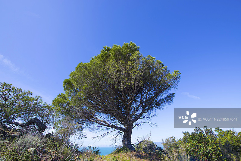 意大利利古里亚省塞斯特里莱万特阳光明媚的日子里，蓝天下的绿树图片素材