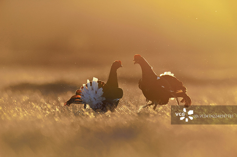 黑琴鸡（Lyrurus tetrix），两只雄鸟在打斗，挪威海德马克郡图片素材