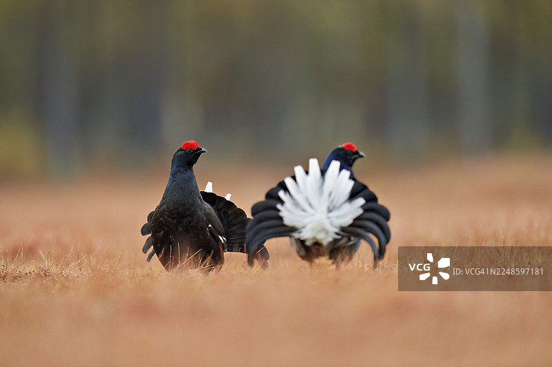 黑琴鸡（Lyrurus tetrix），雄鸟在求偶展示，挪威海德马克郡图片素材