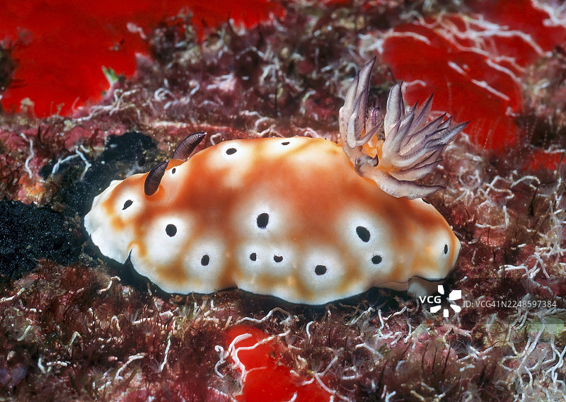 豹纹海蛞蝓（Chromodoris leopardus），无壳海螺，触角朝左，鳃朝右，后鳃，安达曼海，印度洋，泰国图片素材