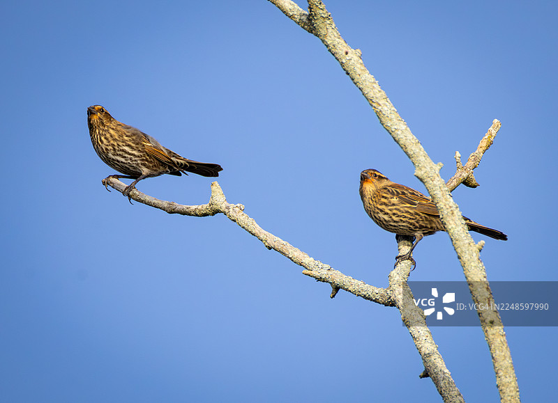 两只鸟栖息在光秃的树枝上，背景是晴朗的蓝天，低角度拍摄图片素材
