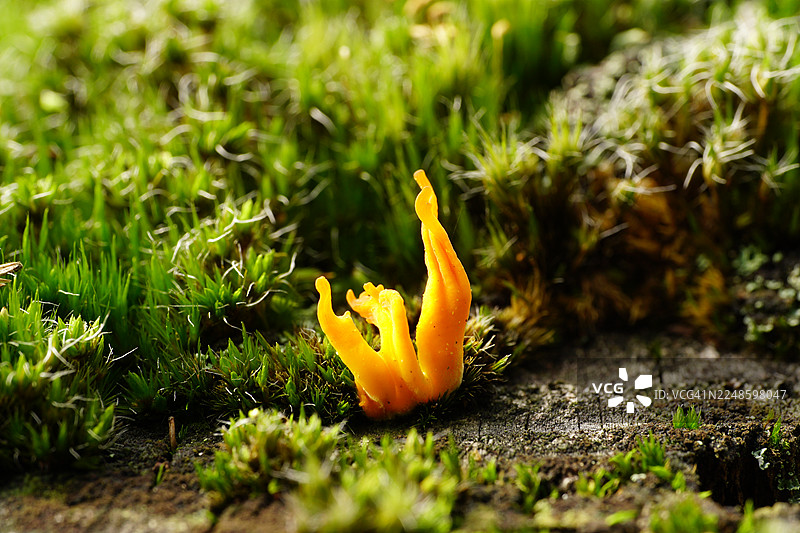 特写：一朵鲜艳的黄蘑菇生长在郁郁葱葱的绿色苔藓中，置身于自然的户外环境中图片素材