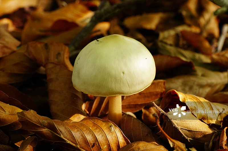 特写镜头：阳光下的森林地面上，一朵白色的蘑菇在飘落的秋叶中生长图片素材