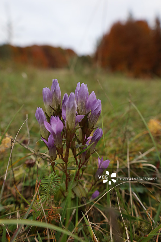 秋季树木作为背景，草地上盛开的鲜艳紫色龙胆花特写图片素材