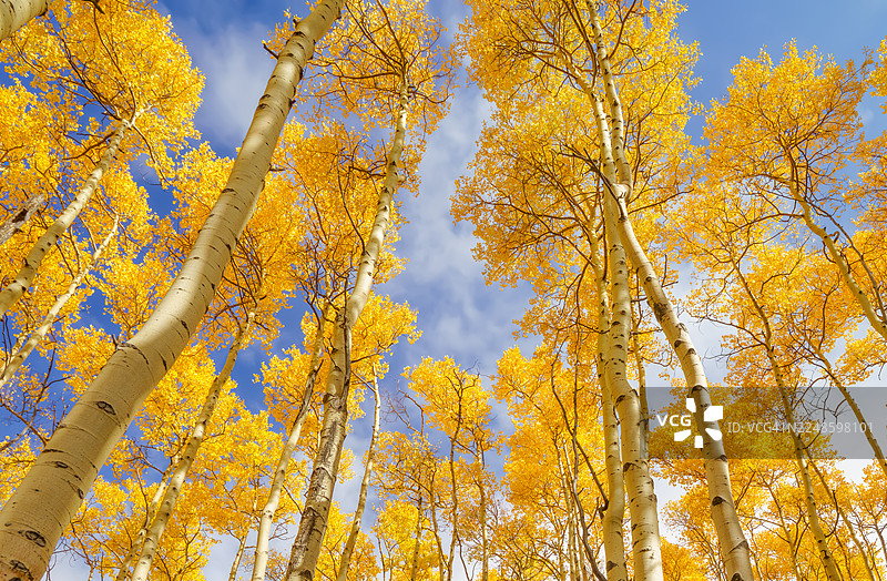 秋季，美国圣达菲阿斯彭维斯塔小径，俯视视角，可以看到充满活力的黄色阿斯彭树在湛蓝的天空下图片素材