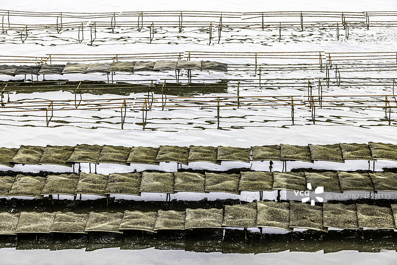 部分淹没在水中的牡蛎养殖床的抽象视图，形成了有趣的图案和倒影图片素材