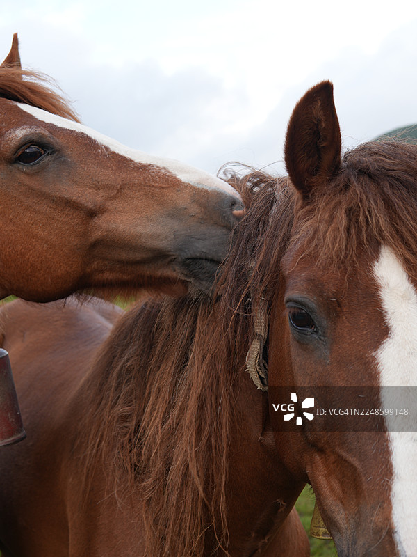 特写镜头，两匹带有白色斑纹的棕色马，一匹依偎着另一匹，背景是柔和的天空。图片素材