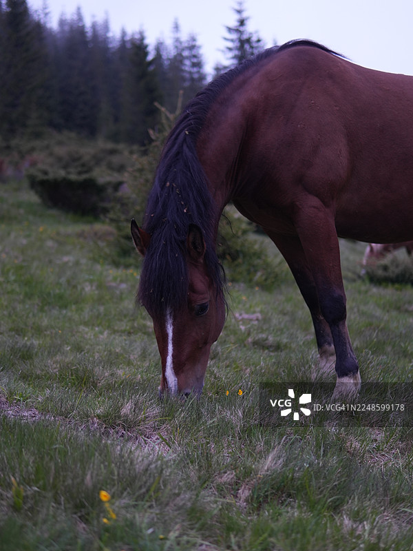 一匹棕色的马，脸上有白色条纹，正在草地上吃草，背景是树木图片素材