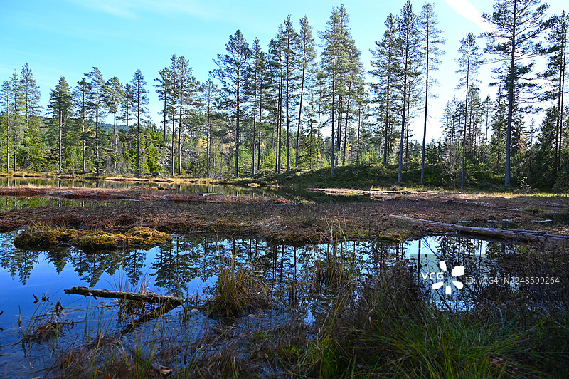 宁静的森林湖泊倒映着松树，天空湛蓝图片素材