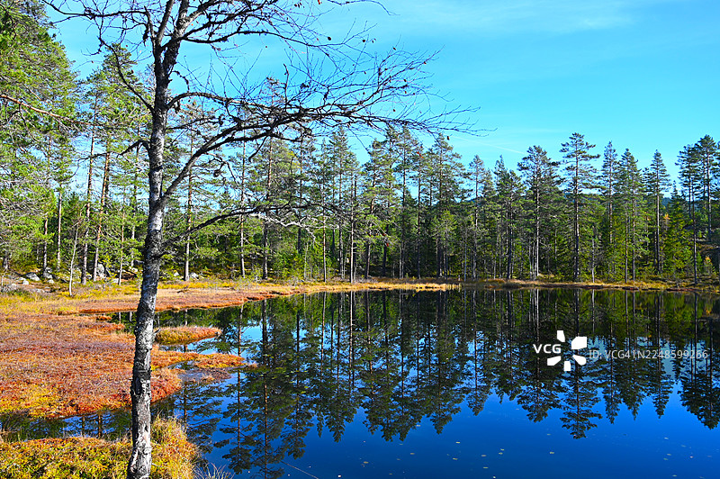 宁静的湖面倒映着蓝天下的松树图片素材
