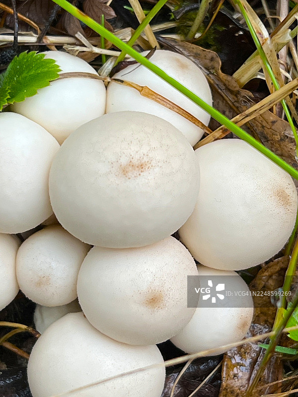 俯视视角拍摄的野生白色蘑菇盖，周围环绕着青草和落叶图片素材