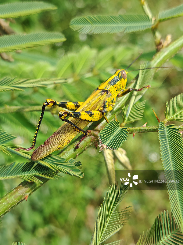在自然光下，一只充满活力的黄黑相间的蚱蜢正停歇在一根绿色植物茎上的特写镜头图片素材