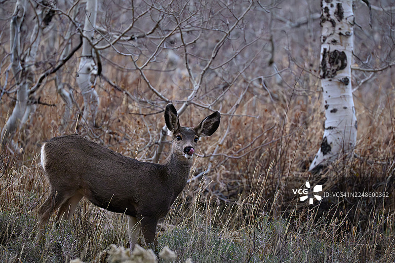 一只骡鹿在有白杨树的田野里舔着鼻子图片素材