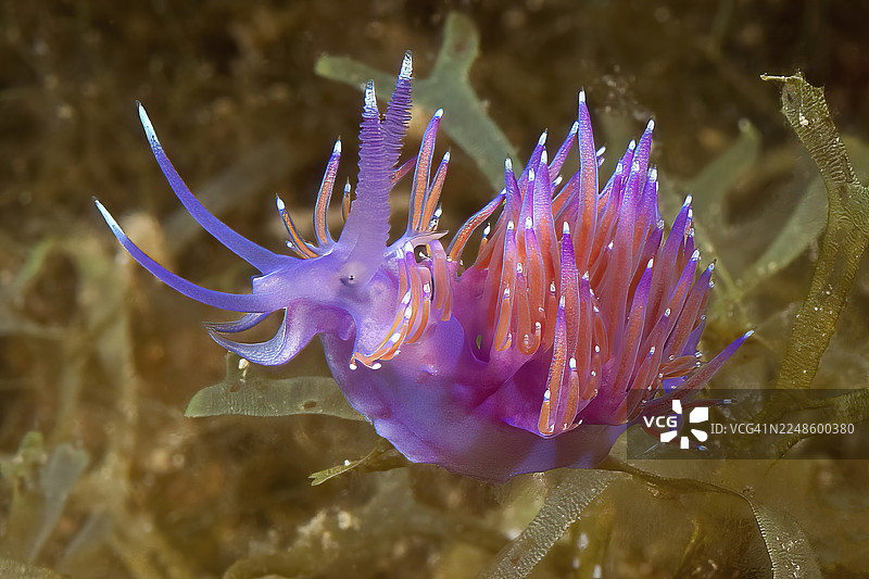 粉橙色海蛞蝓（Coryphella pedata）在藻类上爬行，地中海，马略卡岛，巴利阿里群岛，西班牙图片素材