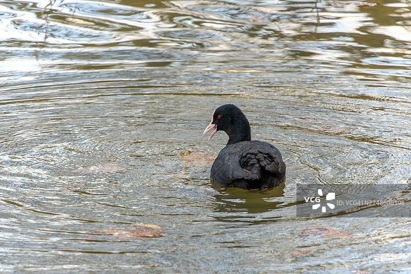 一只黑色的鸊鷉在湖中游动，激起层层涟漪图片素材
