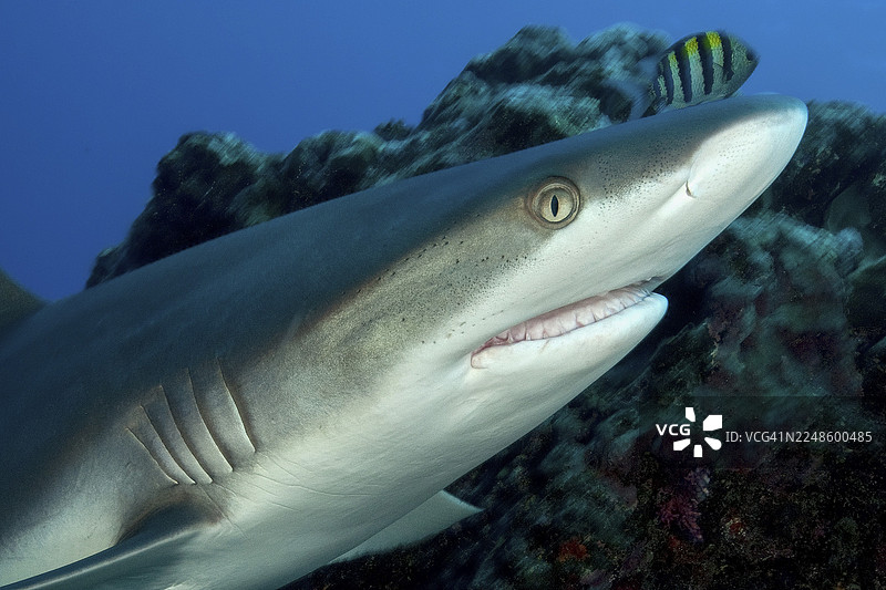 近距离水下摄影，灰礁鲨（Carcharhinus amblyrhynchos）头部，在珊瑚礁上方游动，嘴巴微张，露出鲨鱼牙齿，正对着镜头，太平洋图片素材