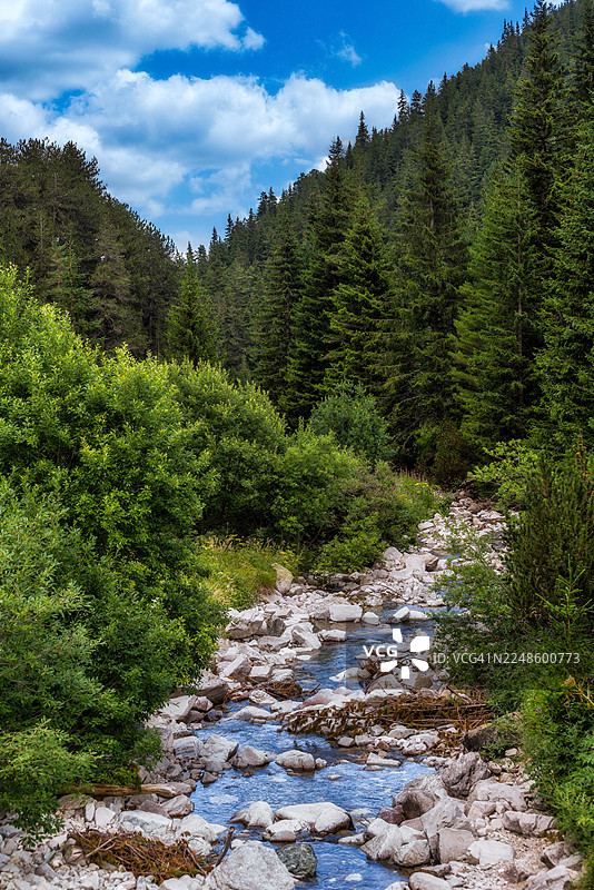 保加利亚皮林地区，一片郁郁葱葱的绿色森林中，溪流在蓝天白云下潺潺流淌，景色优美。图片素材