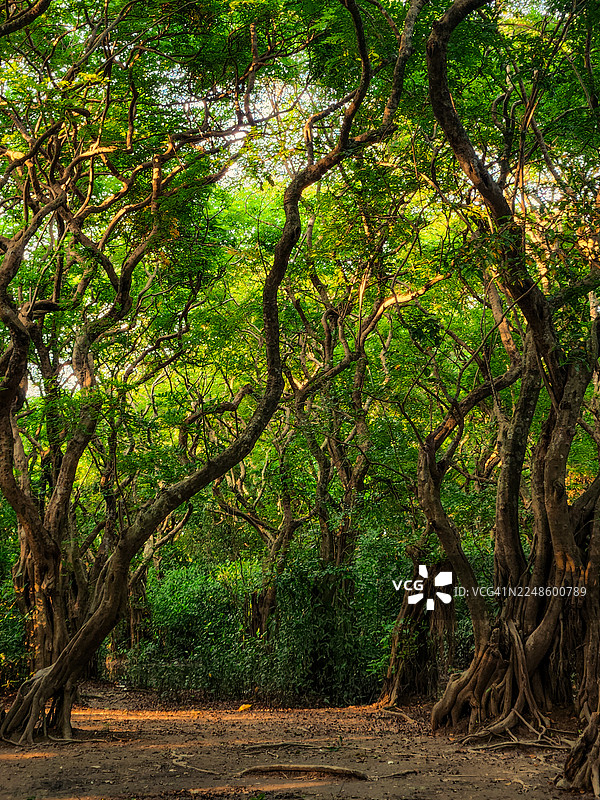 郁郁葱葱的森林，树枝蜿蜒，斑驳的阳光投射出宁静的自然小径图片素材
