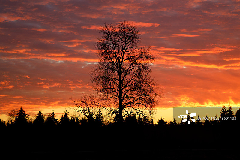 夕阳映照下，孤零零的树影与橙红色的天空形成鲜明对比，远方是森林地平线。图片素材