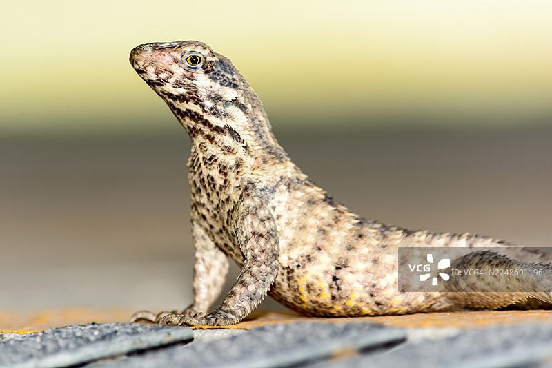 特写镜头下，一只皮肤有斑纹的蜥蜴趴在有纹理的表面上，正抬起明亮的眼睛向上看图片素材