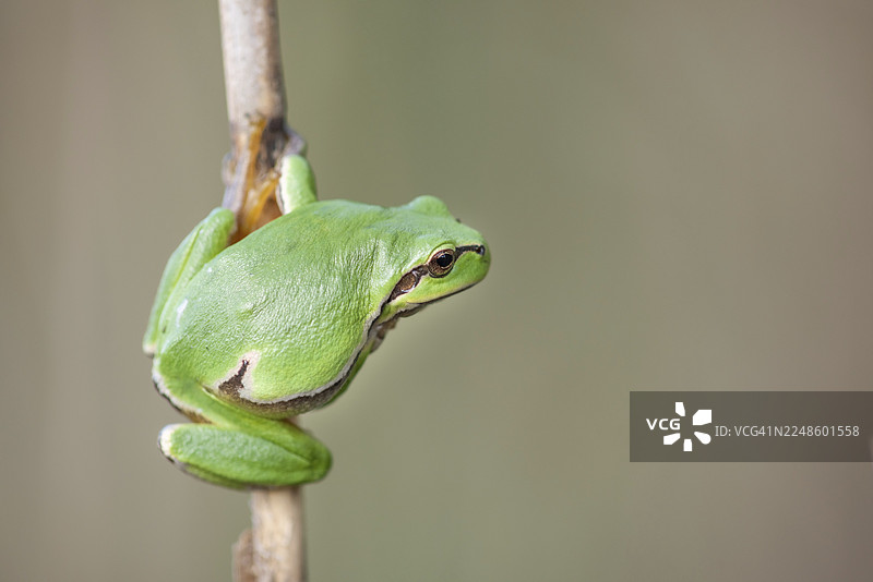 一只常见的欧洲树蛙（Hyla arborea）栖息在森林边缘的植被中。地区：下莱茵省，阿尔萨斯，大东部大区，法国。图片素材
