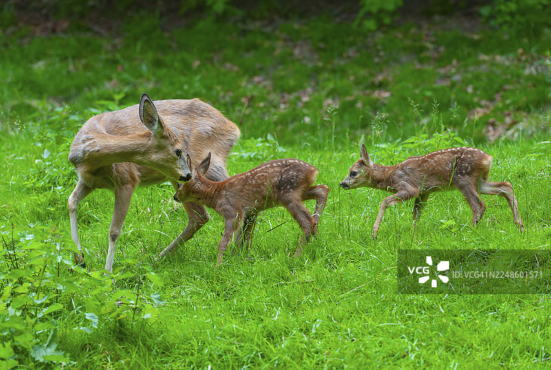 欧洲狍（Capreolus capreolus），一只母鹿和两只幼鹿站在德国的草地上图片素材