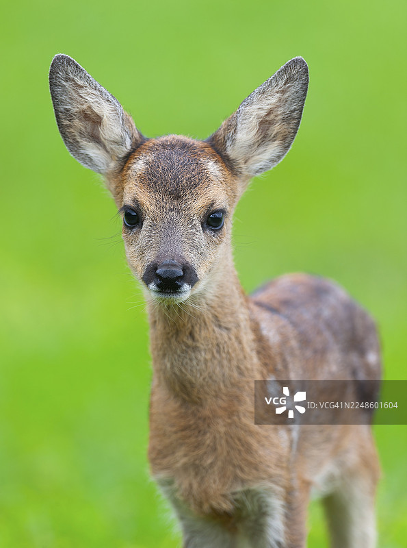 欧洲狍（Capreolus capreolus），一只幼鹿站立在草地上，正专注地张望，德国图片素材