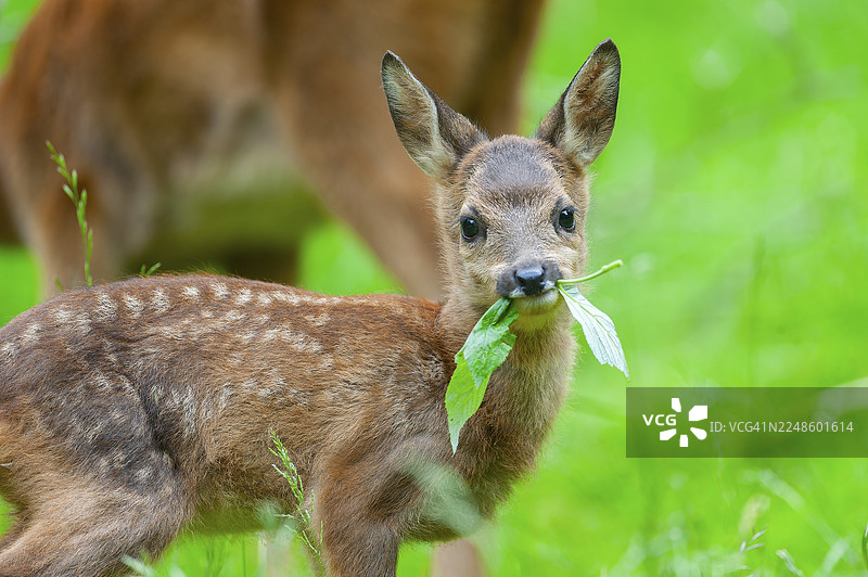 德国，一只罗尔鹿（Capreolus capreolus）的幼崽站在草地上吃叶子图片素材