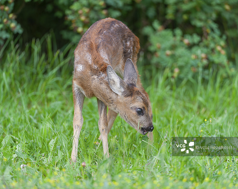 欧洲狍（Capreolus capreolus），一只幼鹿站立在草地上进食，德国图片素材