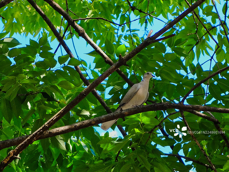 低角度拍摄，一只白鸽栖息在绿叶丛生的树枝上图片素材
