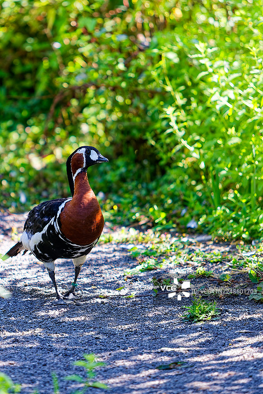 一只羽毛呈独特的黑、白、红褐色，生机勃勃的黑喉雁，在明亮的日光下，走在布满葱郁绿叶的砂石小路上。图片素材