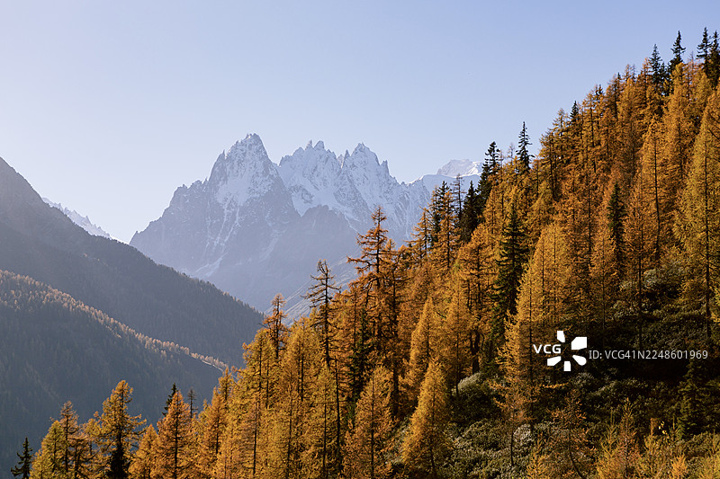 法国，秋季生机勃勃的森林，金色的落叶松覆盖着山坡，背景是白雪皑皑的山峰，天空湛蓝。图片素材