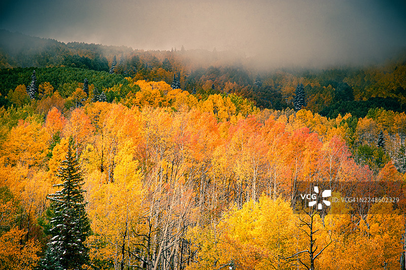 秋季色彩斑斓的森林，金黄和橘红色的叶子，部分笼罩在薄雾和晨雾中，展示了自然风景中秋叶的美丽，美国，美国，凯布勒山口图片素材