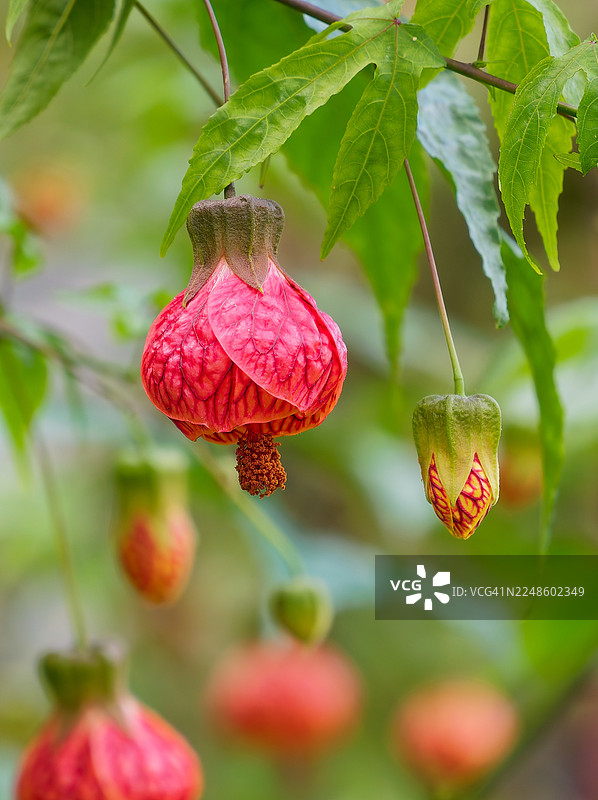 特写镜头，展示了挂在树枝上充满活力的红色锦葵花和花蕾，背景是柔和的绿色图片素材