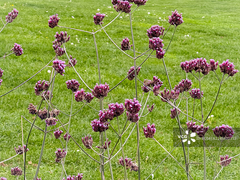 特写镜头下，绿色田野里鲜艳的紫色马鞭草花，展现了它们娇嫩的美丽与自然生长姿态图片素材