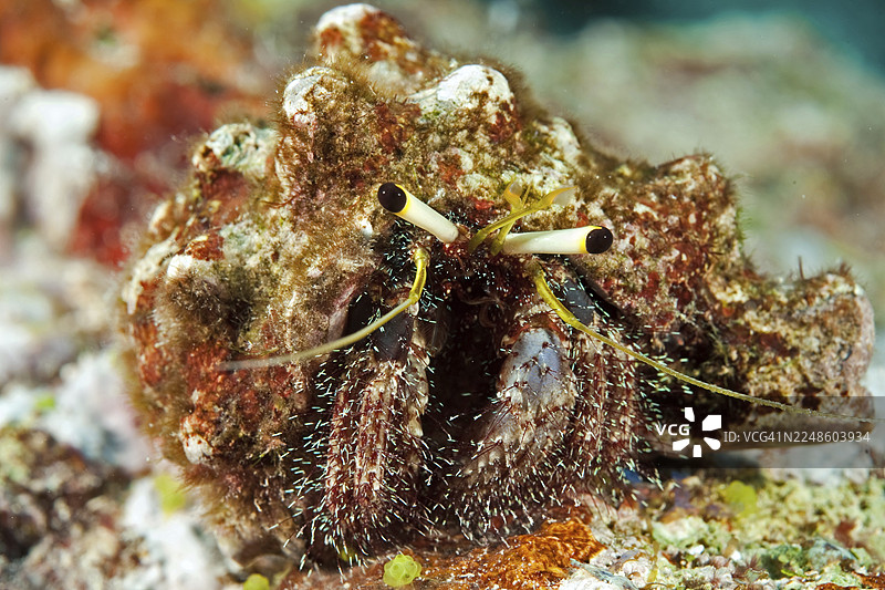 近距离拍摄的礁石寄居蟹（Dardanus lagopodes）直视镜头，拍摄于太平洋，雅浦岛，雅浦州，加罗林群岛，密克罗尼西亚联邦，澳大利亚，大洋洲图片素材