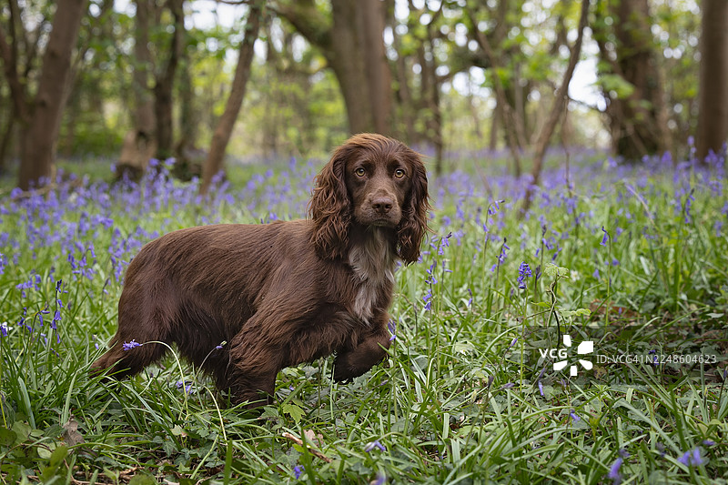 一只棕色的可卡犬警觉地站立在林区，周围是蓝铃花和绿色的草地。图片素材