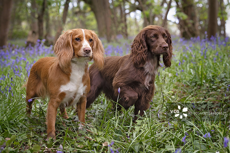 两只可爱的可卡犬在一片生机勃勃的蓝铃花丛中，静静地伫立在宁静的林地里图片素材