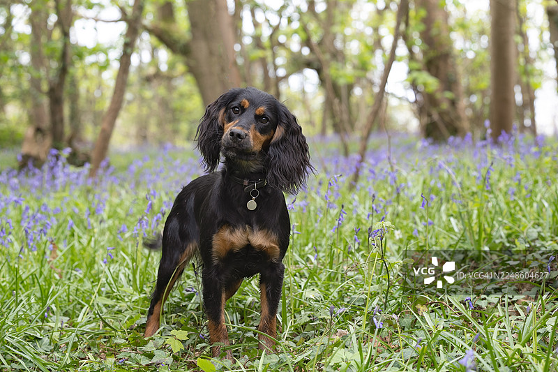 一只黑褐色的可卡犬，身处在林地中一片蓝铃花和绿草的田野里，它正专注地站着，望向镜头。图片素材