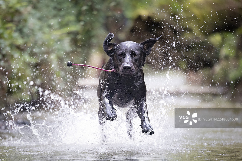 一只充满活力的黑狗在浅水中奔跑，溅起水花，背景是绿色的树叶图片素材