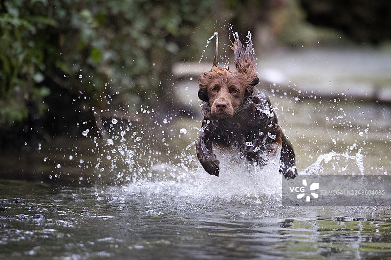 一只棕色的狗在浅水中奔跑，溅起巨大的水花，背景是绿色的树叶图片素材