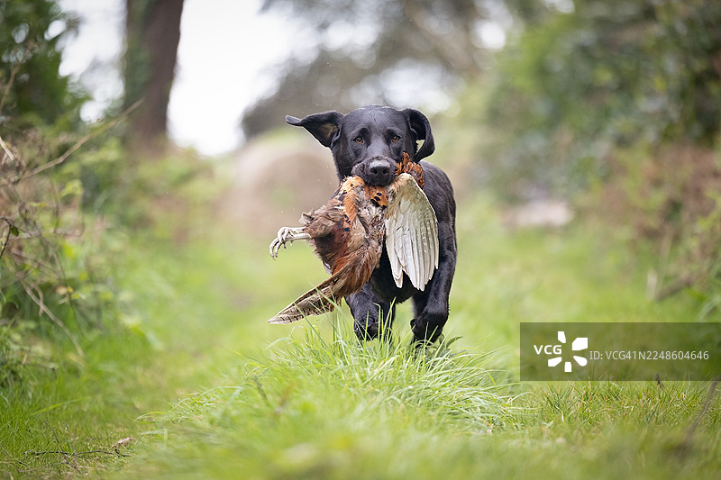 一只黑色的拉布拉多猎犬嘴里叼着一只野鸡，在成功狩猎后，奔跑在草地上。图片素材