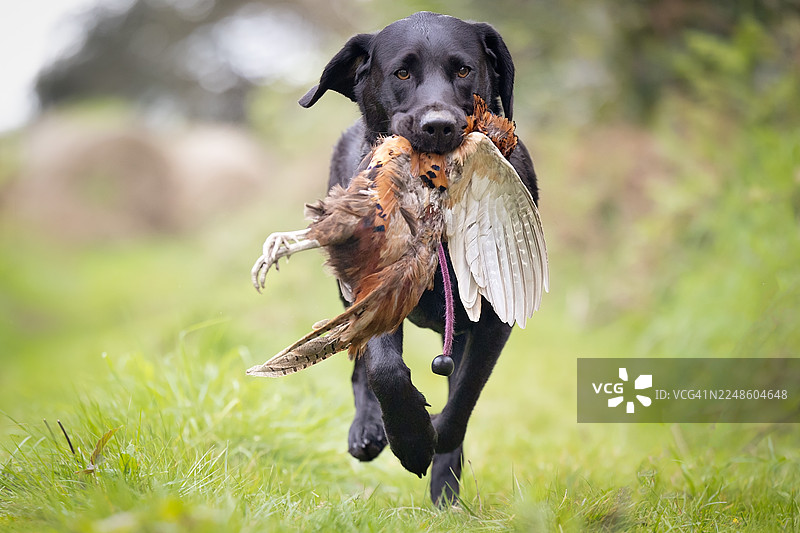 一只黑色的拉布拉多猎犬在绿色的田野里朝观众跑来，嘴里叼着一只捕获的鸟图片素材