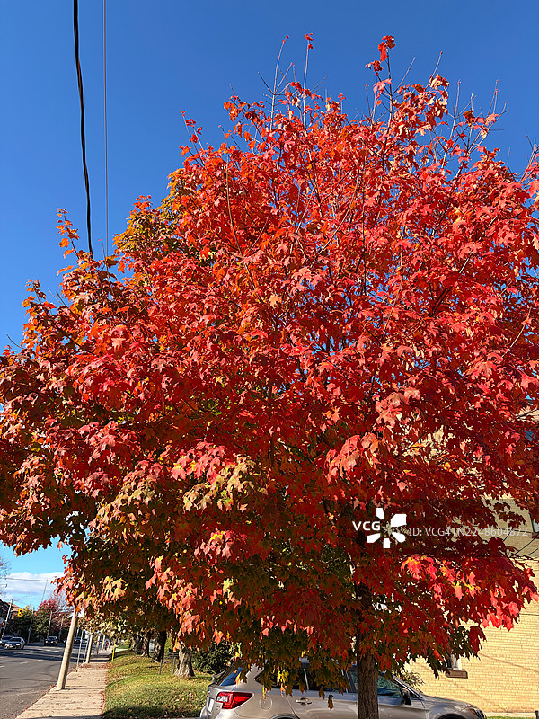 多伦多，加拿大，枫树的鲜艳红叶映衬着湛蓝的天空图片素材