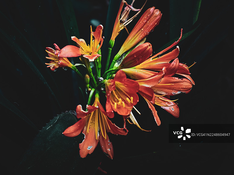 深色背景下，带有水珠的鲜艳橙色开花植物图片素材