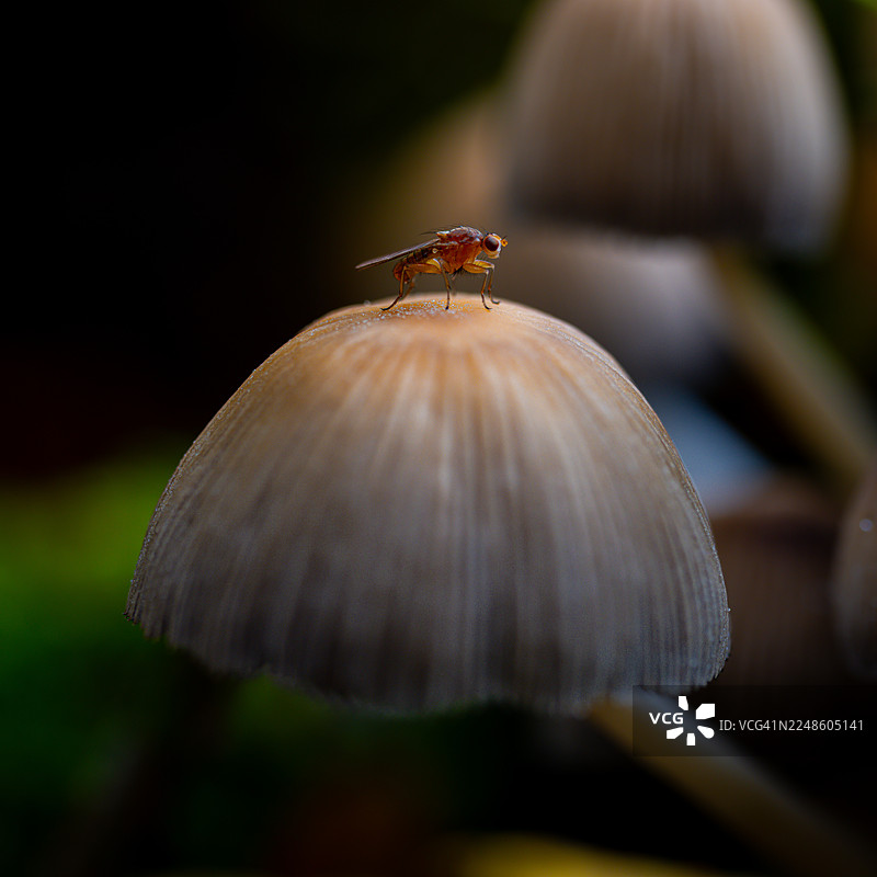 深色自然背景下，特写一只微小昆虫停歇在蘑菇盖上图片素材