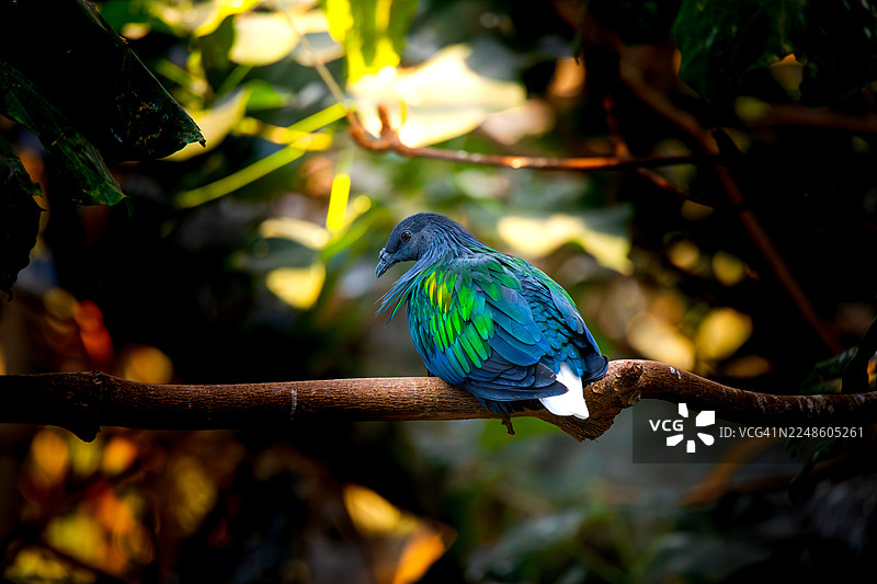 特写：一只尼科巴鸠栖息在生机勃勃的丛林树枝上图片素材